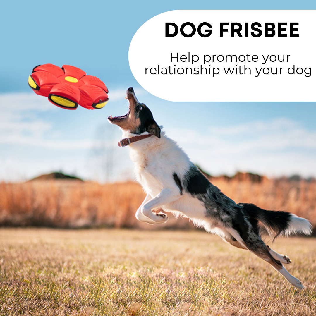 CHUS PET STORE Dog Frisbee